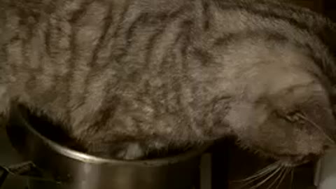 my cat climbed into the pan and sits there