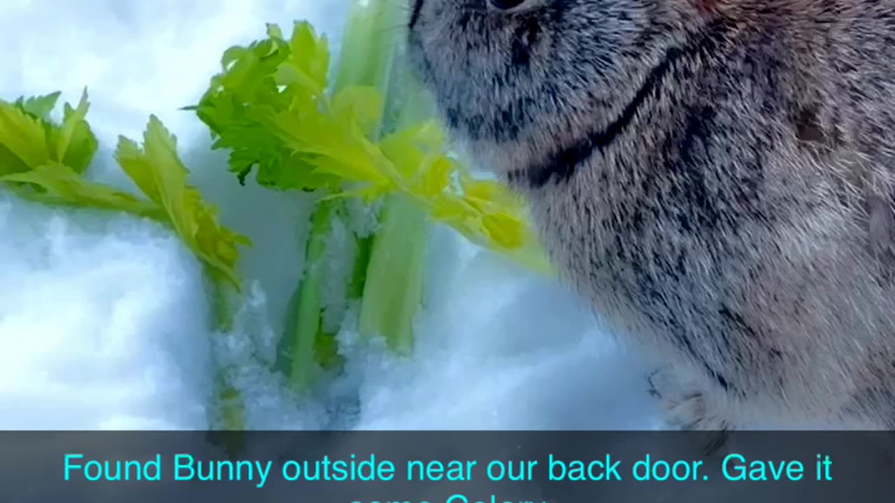 Feeding Wild Cute Bunny Celery