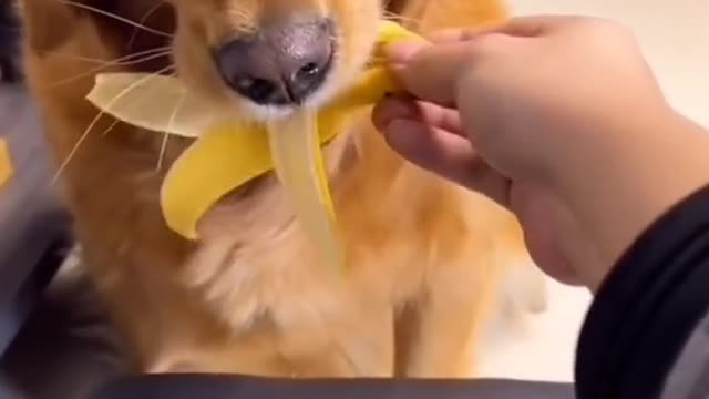 Smart dog eating time 🤣😂🐕♥️👍🔥| shorts