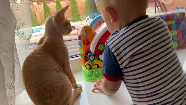 Baby and cats playing with dedication