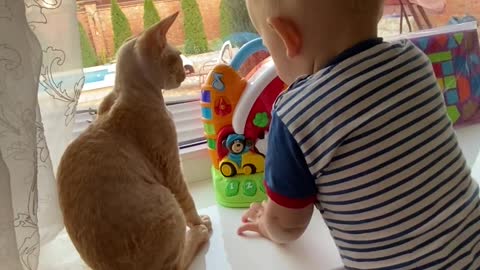 Baby and cats playing with dedication