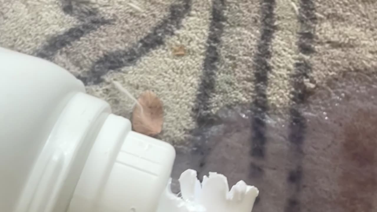 Dog Makes a Soapy Mess After Chewing Up Package