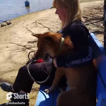 Lake Day With Mom #shibadog