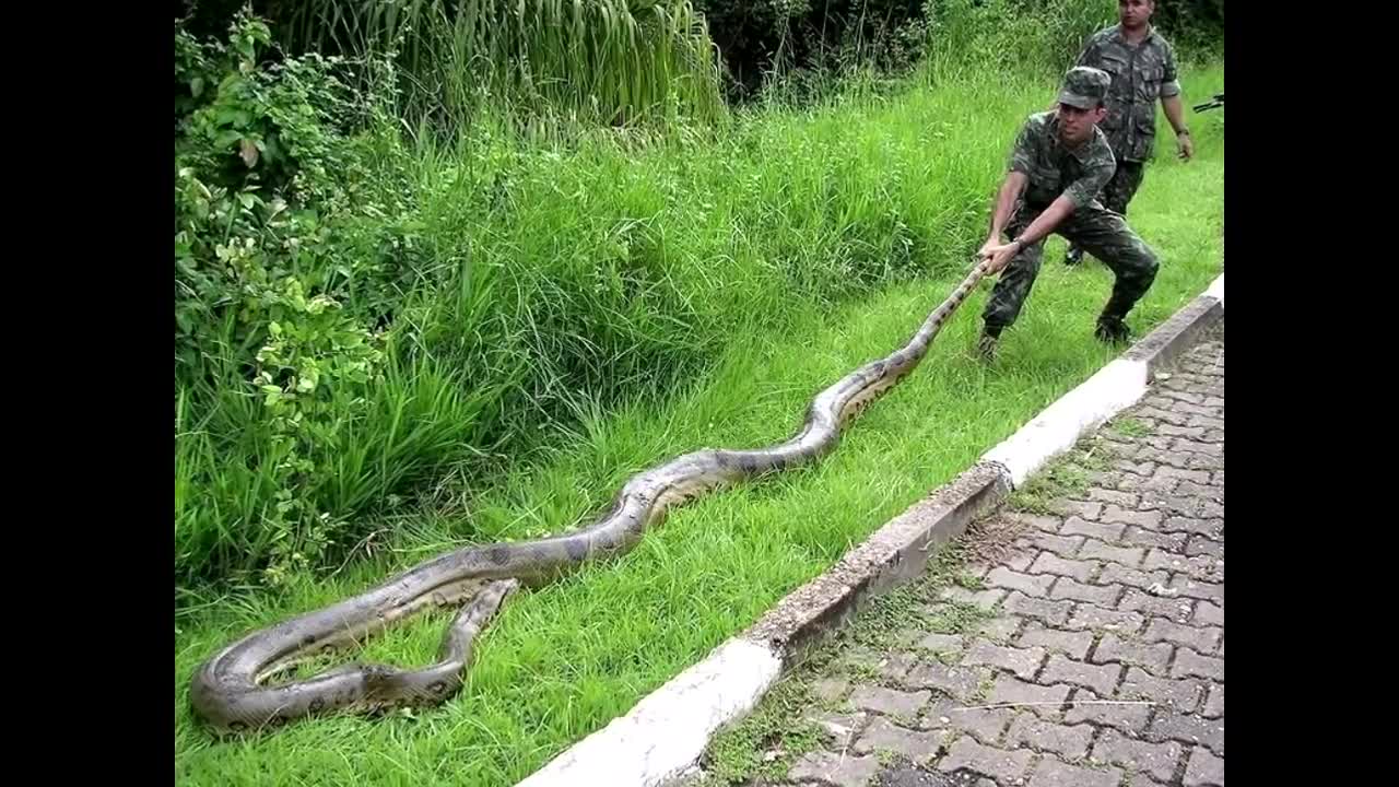 Biggest snakes in the world