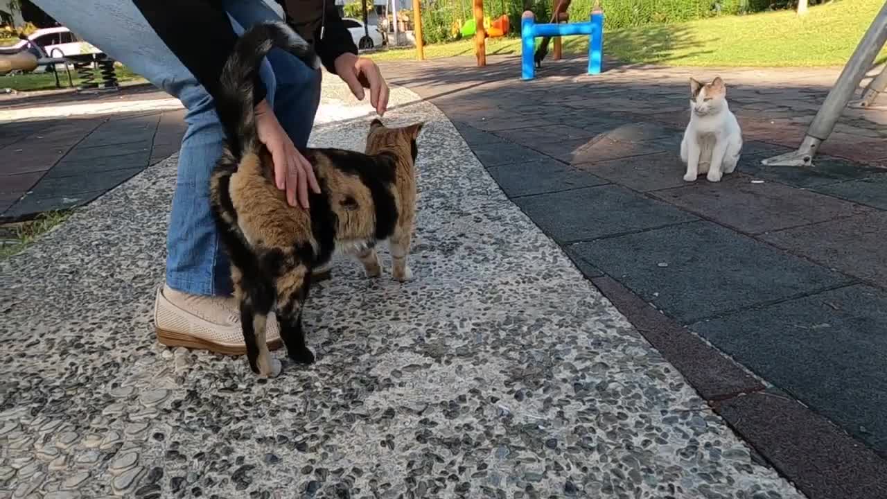 Hyperactive calico cat meowing and purring at the same time is so cute