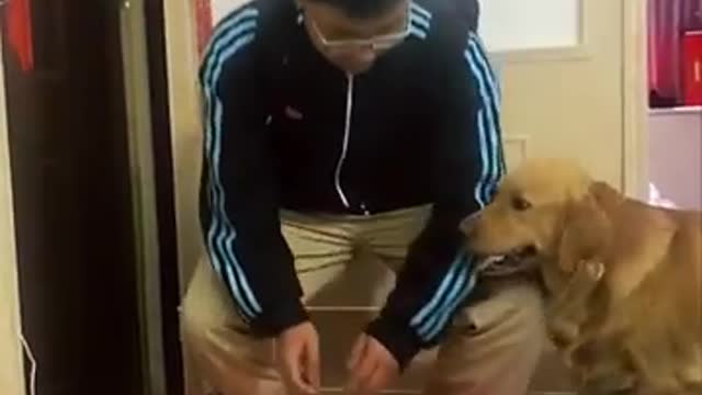 Golden Retriever supervises owner's feeding