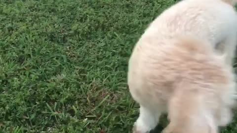Curly hair dog running around on green grass smelling flowers gets distracted by duck quack