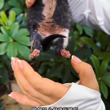 What happened newborn kitty😳 | entertainment video