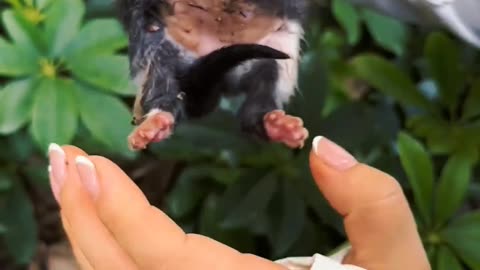 What happened newborn kitty😳 | entertainment video