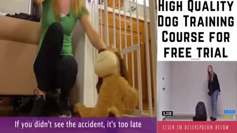 How to train your dog