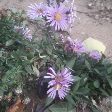 Chrysanthemums behind the yard