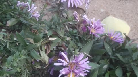 Chrysanthemums behind the yard