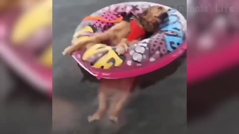 Funny Golden Retriever Lounges On Pool Toy