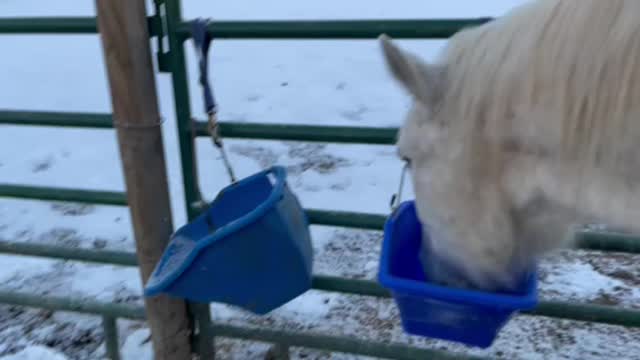 Why Horse People Hate Snow #ColoradoSucks