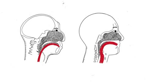 Only in humans is the vocal tract optimal