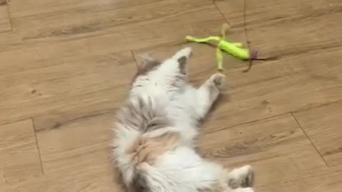 cute cat! catching toy