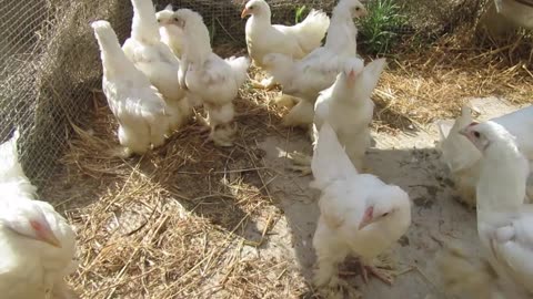 Valley quails, White Bobwhite quails and Yellow Golden pheasants (1)