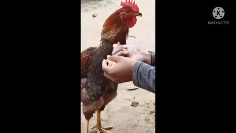 This hen very interesting