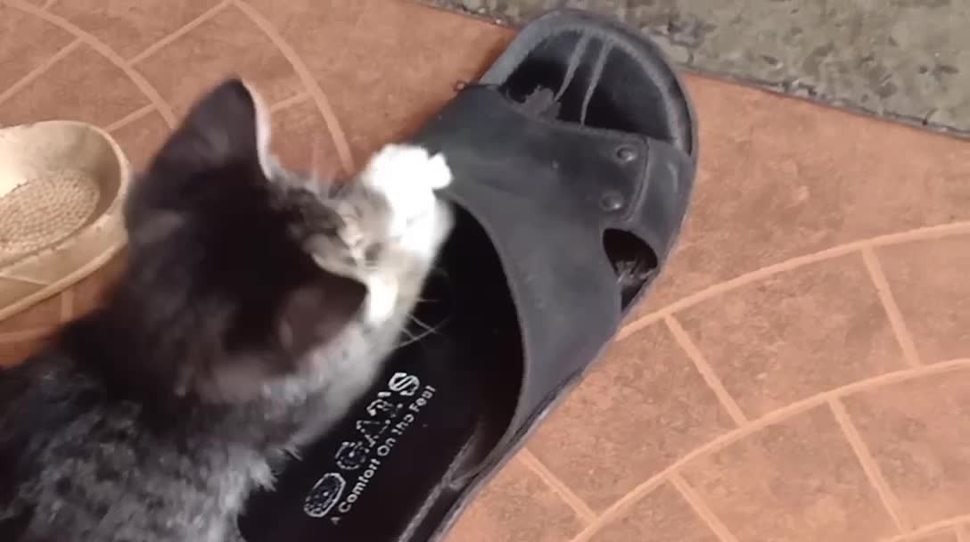 Funny Cat playing with chicken