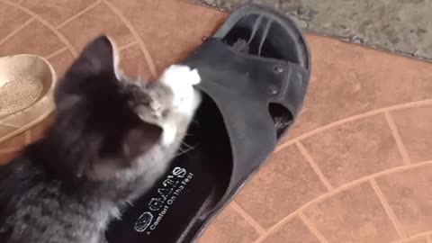 Funny Cat playing with chicken