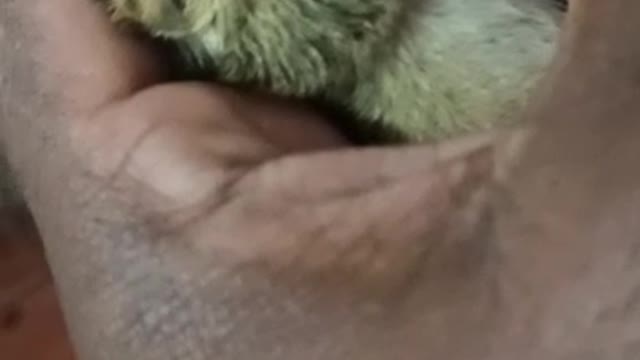 A milk-drinking squirrel