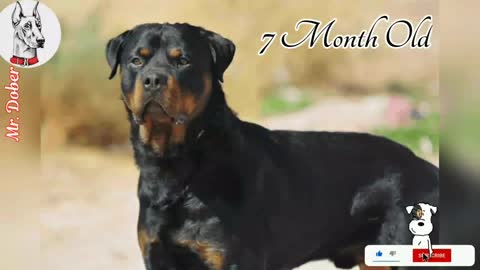 # Rottweiler 💖