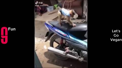 TRY NOT TO LAUGH