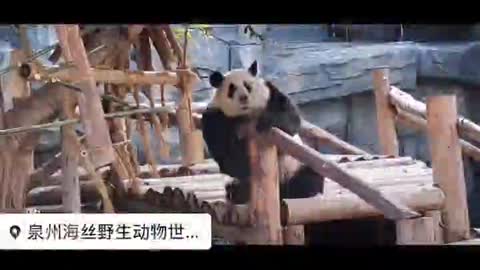 The magic of the giant panda