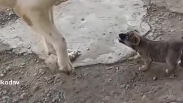 Funny Dog & Cat Video