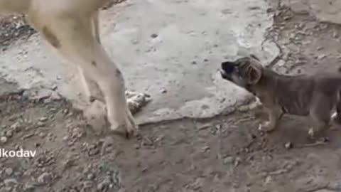 Funny Dog & Cat Video