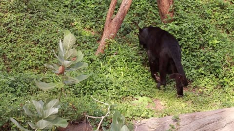 The Mysterious Prowler: Black Cat Sightings Worldwide