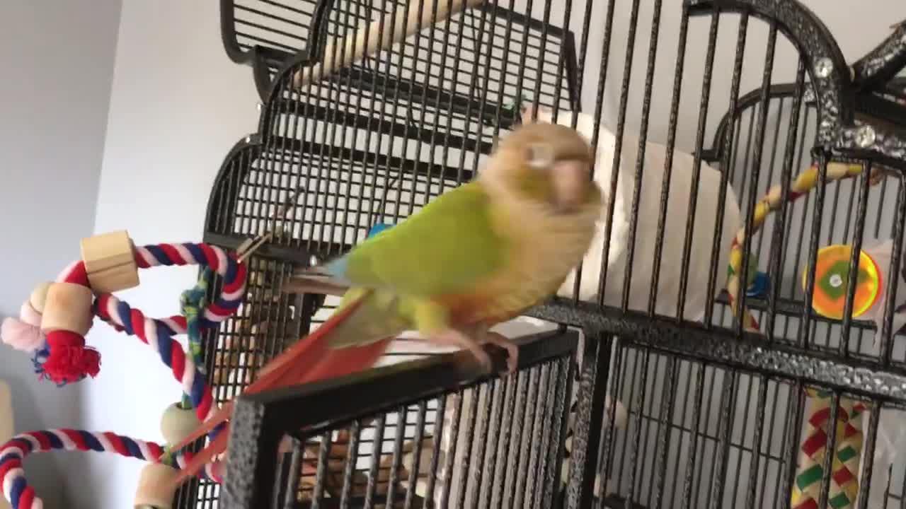 Conure sings and dances to the beat