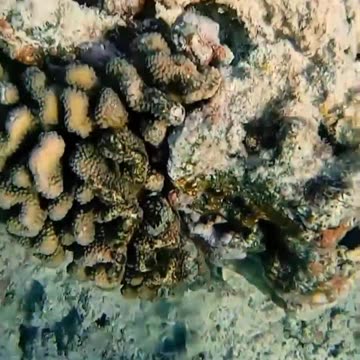 Entertainment under water