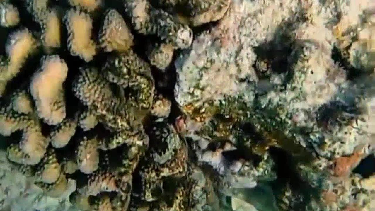 Entertainment under water