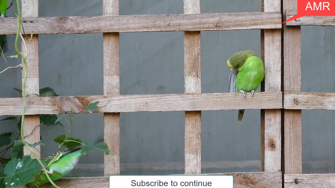 Watch the most beautiful views of the wonderful canary birds