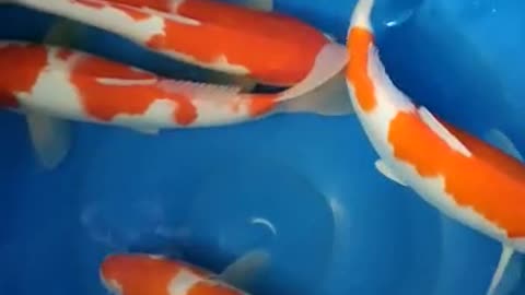 KOHAKU koi fish