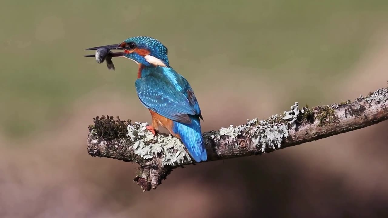 beautiful forest birds