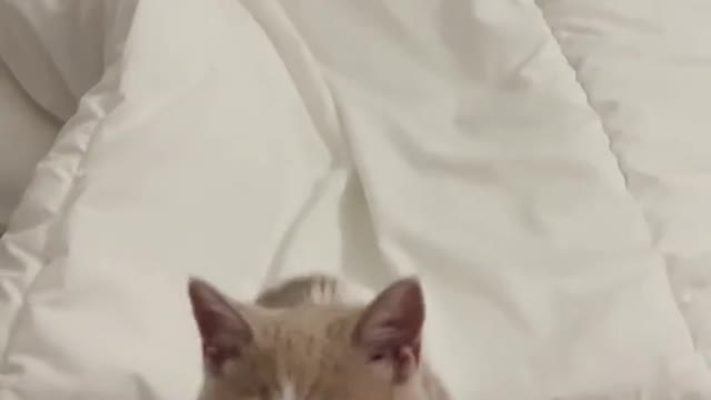 When I woke up and saw the cat's ass, my youth was so miserable