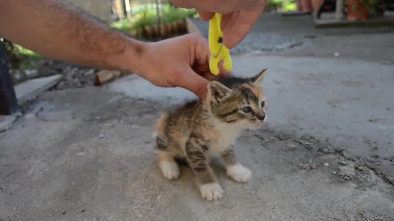 Calming an energetic and funny cat that even climbs out of the glass