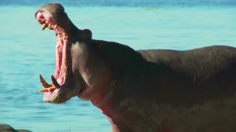 3 Hippos, 1 Yawns