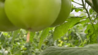 Green tomatoes