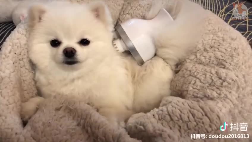 cute pets compliations, funny video cuteness overloaded