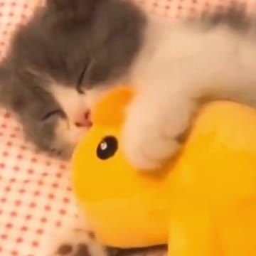 CATS AND DOGS FOOLING AROUND HE! HE! HE!