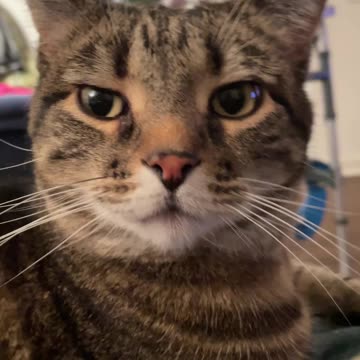 Zeus Watches Basketball