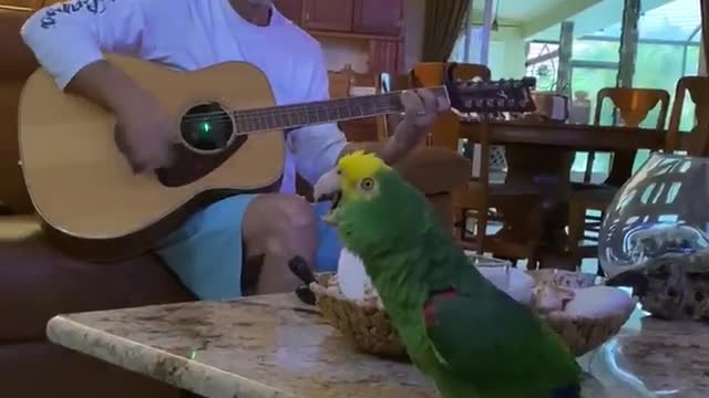 Singing parrot ,sing with me,Funny & Cute Animals