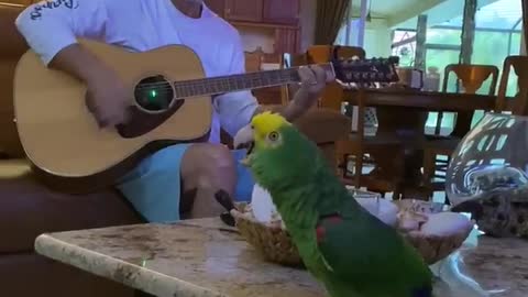 Singing parrot ,sing with me,Funny & Cute Animals