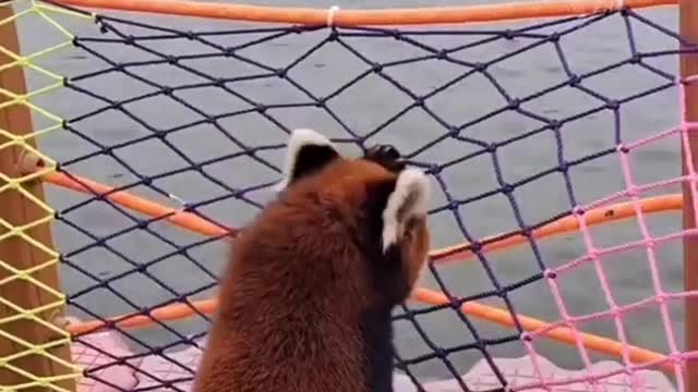 Red panda acts as a zoo employee and feeds the animals