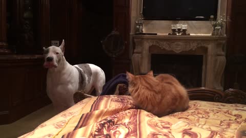 Gran Danés le ladra al gato para bajarlo de la cama y rápidamente toma su lugar