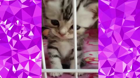 Cute kittens!! 😸😺😺