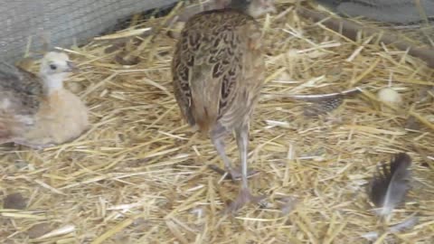 3 Mountain quail chicks and 4 Valley quail chicks